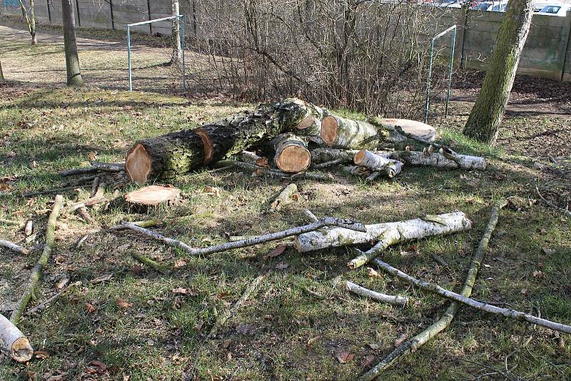 Úterní kácení bříz v Mírové ulici ve Slaném.