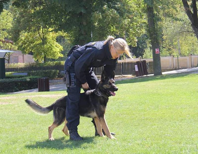 Tříletý policejní pes Hakim dopadl recidivistu.