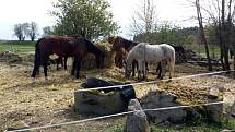 Chovatelka koní ze Žiliny má problémy, veterináři nejsou s její péčí spokojeni