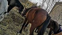 Chovatelka koní ze Žiliny má problémy, veterináři nejsou s její péčí spokojeni