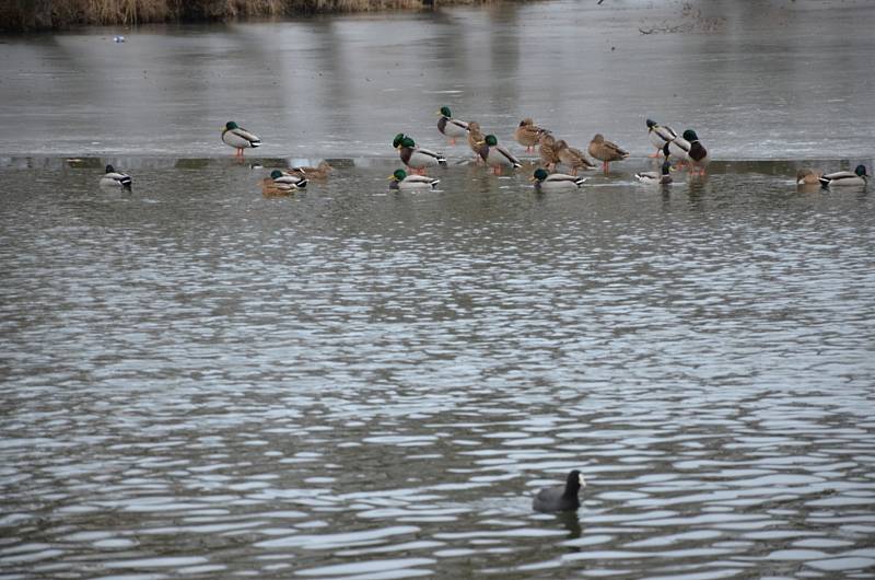 Sčítání vodního ptactva na Červeném rybníku ve Mšeci.