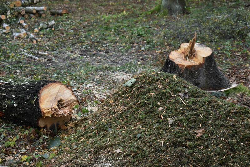 Nemocné stromy v Kladně na Sletišti byly pokáceny, nahradí je nové dřeviny.