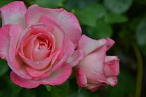 Růže bývá často označována za symbol krásy a lásky.