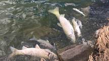 Proč uhynuly ryby v rybníku v Luníkově, je předmětem zkoumání.