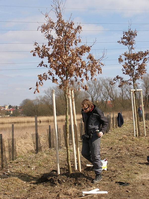 Dobrovolníci vysázeli u rybníka Bulhar v Unhošti dalších šestnáct stromů.