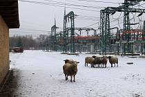 Stádo ovcí v elektrárně se rozrostlo.