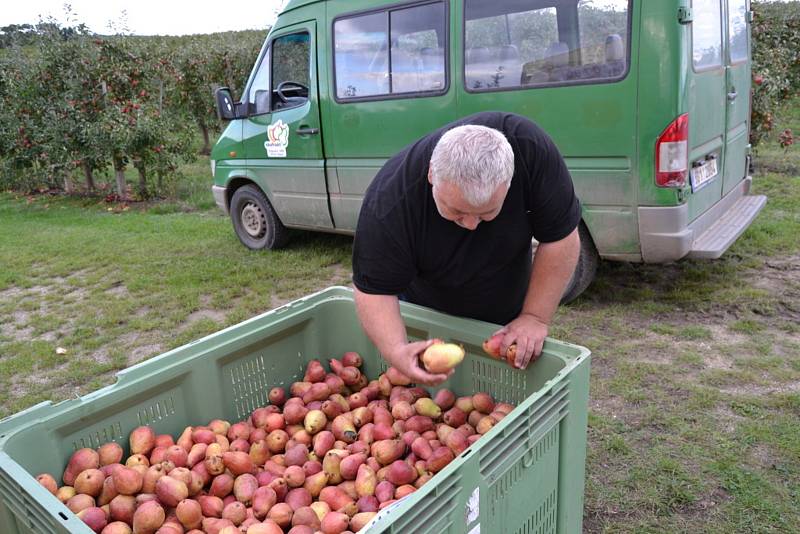 O samosběr jablek je velký zájem, sklízet se bude v pátek i v sobotu.