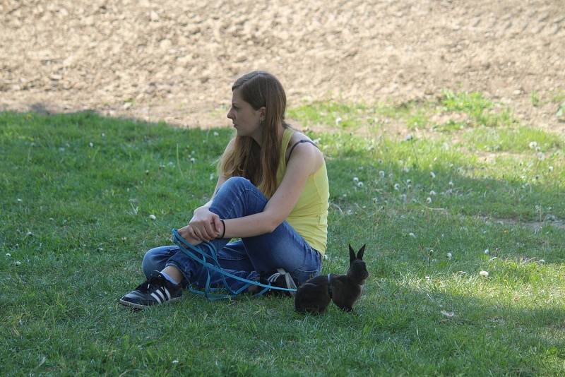 Králíci skákali do dálky i do výšky a překonávali nejrůznější překážky.