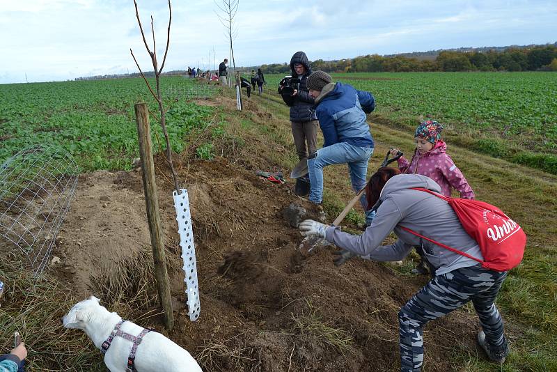 V Unhošti vysadili dobrovolníci desítky stromů.