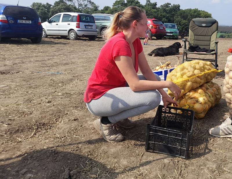 Samosběr cibule a brambor na polích u Osluchova.