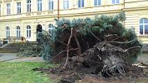 Spadlý strom před velvarskou základní školou. Poškodil fasádu, ale nikoho nezranil. Naštěstí v neděli není škola.