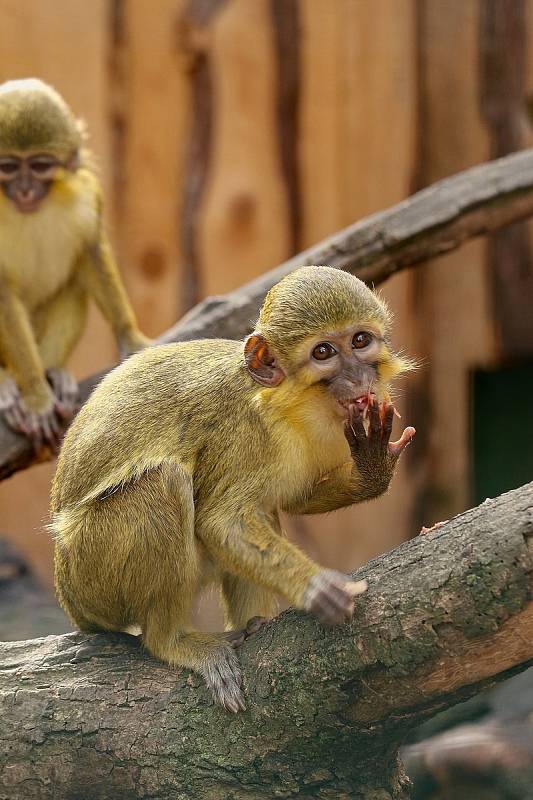 Zoopark Zájezd na Kladensku.