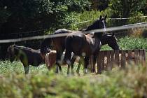 Stádo koní způsobilo u Slaného dvě nehody, jeden kůň po srážce s autem zahynul.