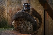 Lemur hnědý v Zooparku Zájezd.