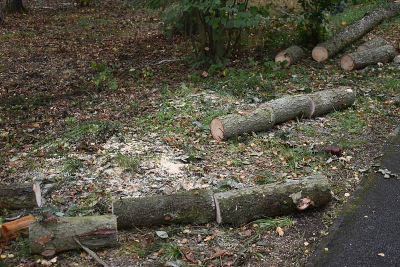 Nemocné stromy v Kladně na Sletišti byly pokáceny, nahradí je nové dřeviny.