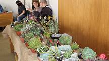 Červnová výstava kaktusů a sukulentů se konala v kladenském Domě techniky.