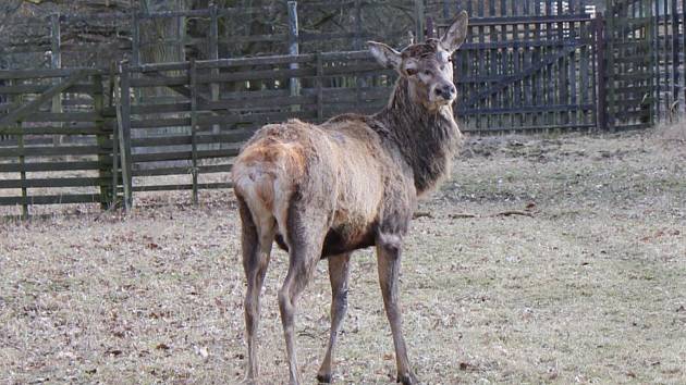 Jelena čeká podle všeho měsíc v karanténní obůrce.