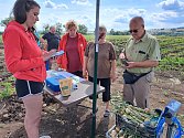 Samosběr česneku na farmě Dryák ve Vítově na Kladensku.