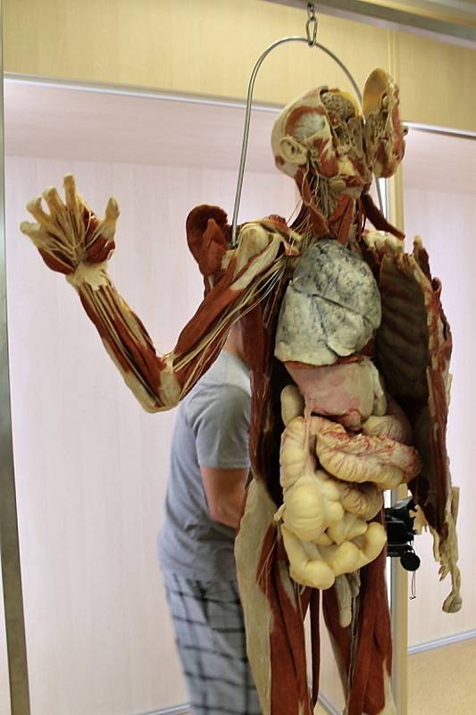 Studenti kladenské biomedicíny získali k výuce plastinovaná lidská těla. Slavnostní otevření nové laboratoře.