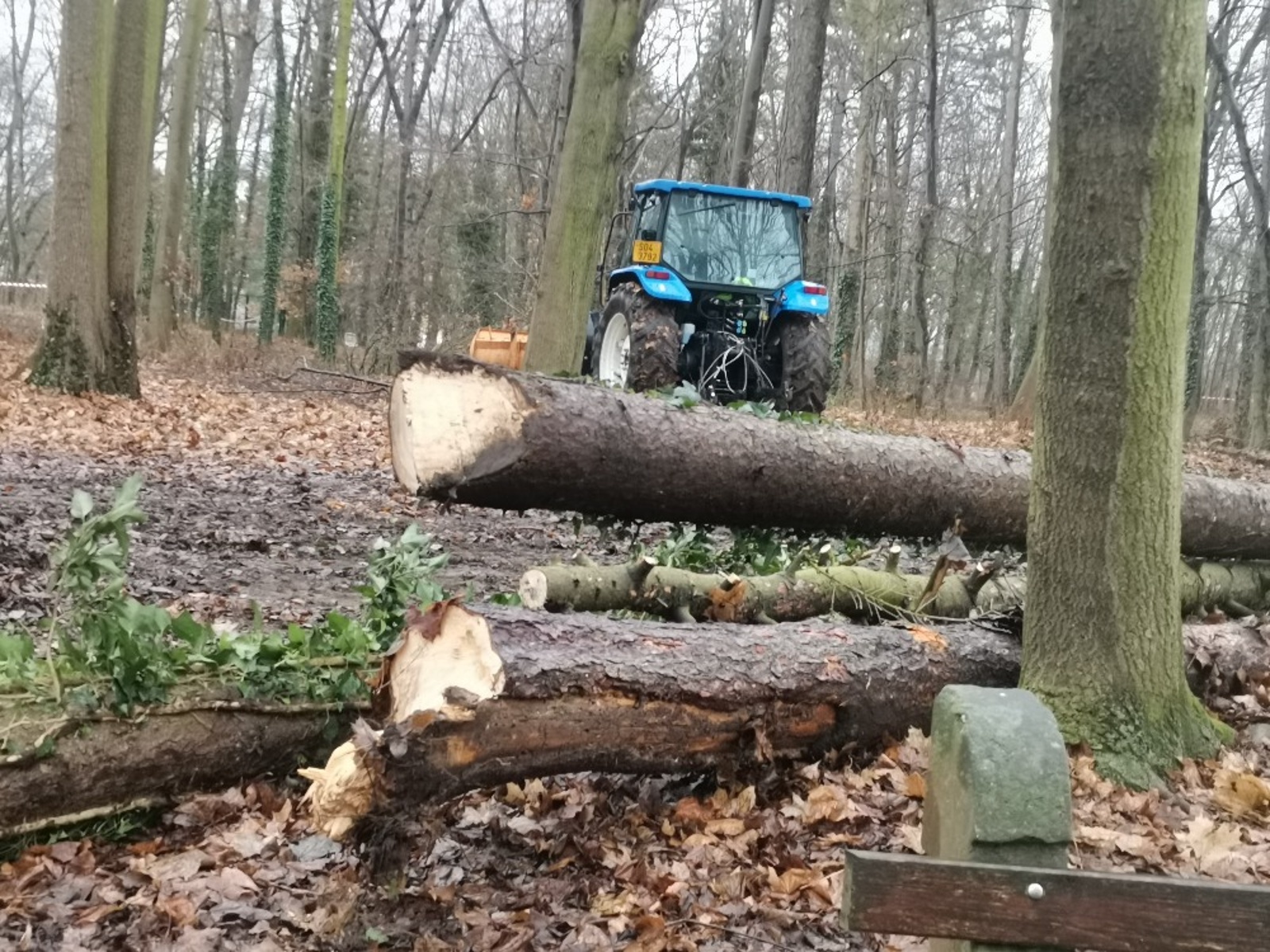 PODÍVEJTE SE: V lesoparku Háje pokračuje kácení, padne tam tři sta stromů -  Kladenský deník