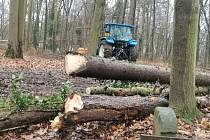 V lesoparku Háje ve Slaném se opět kácí, pryč musí tři stovky stromů.