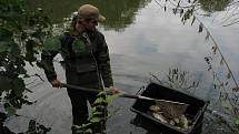 Ekologická havárie na rybníku ve Slaném-Kvíci způsobila úhyn ryb