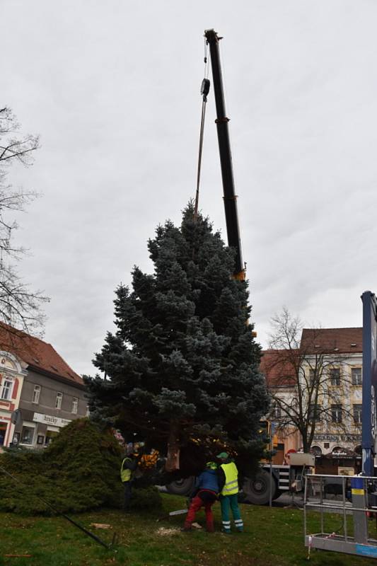 Slánský vánoční strom vyrostl V Ráji.