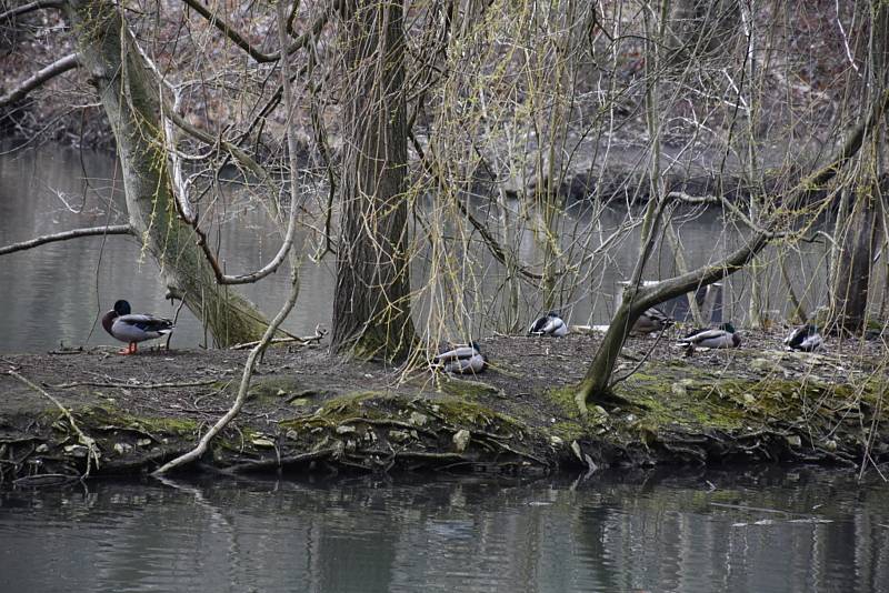 Kladenský rybník Bažantnice je plný ryb a pokračuje i úprava okolí.