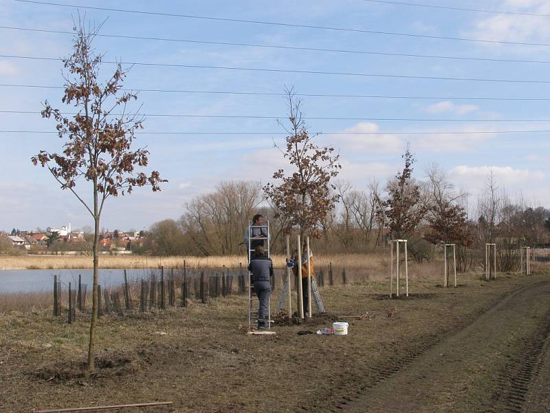Dobrovolníci vysázeli u rybníka Bulhar v Unhošti dalších šestnáct stromů.