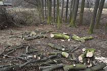 Díky všímavosti lidí se podařilo v Makotřasech zachránit sto padesát stromů.