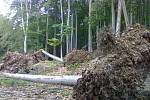 Desítky spadaných stromů po sobě zanechal lokální vír v bílichovnských lesích
