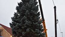 Slánský vánoční strom vyrostl V Ráji.