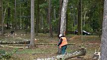Nemocné stromy v Kladně na Sletišti byly pokáceny, nahradí je nové dřeviny.