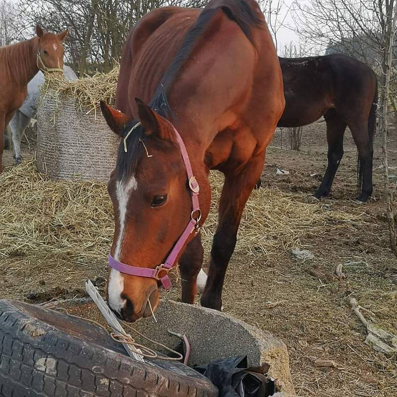 Chovatelka koní ze Žiliny má problémy, veterináři nejsou s její péčí spokojeni