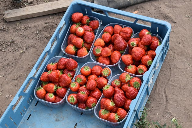Na farmě v Lotouši už sklízejí jahody i salátovky, spoléhají na fóliovníky.
