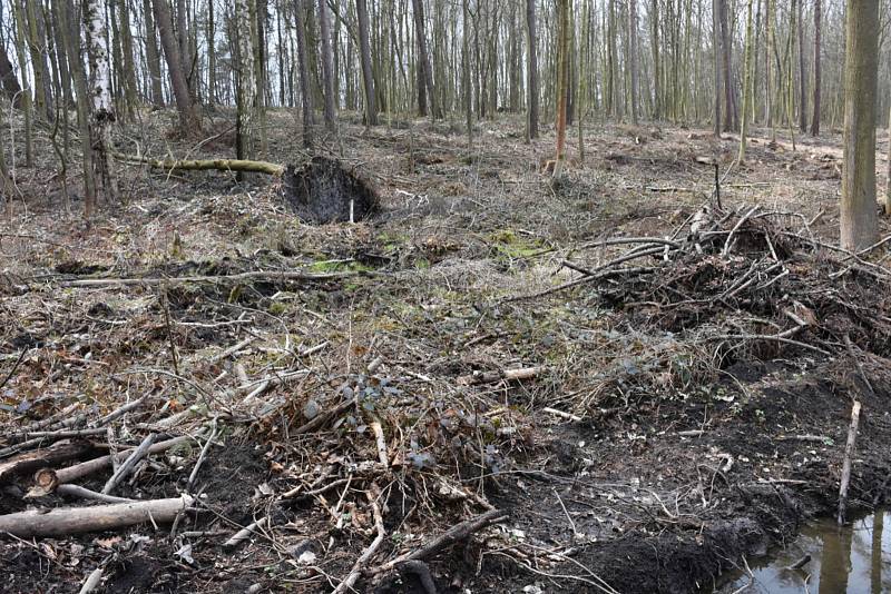 Kladenský rybník Bažantnice je plný ryb a pokračuje i úprava okolí.