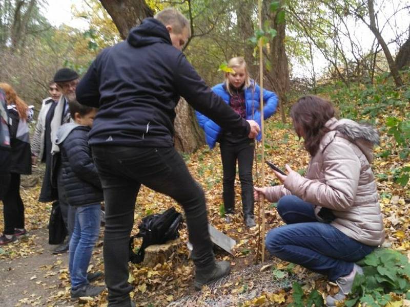 Členové ledeckého spolku při sázení mladých stromů.