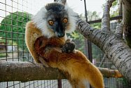 Lemur tmavý (Eulemur macaco).