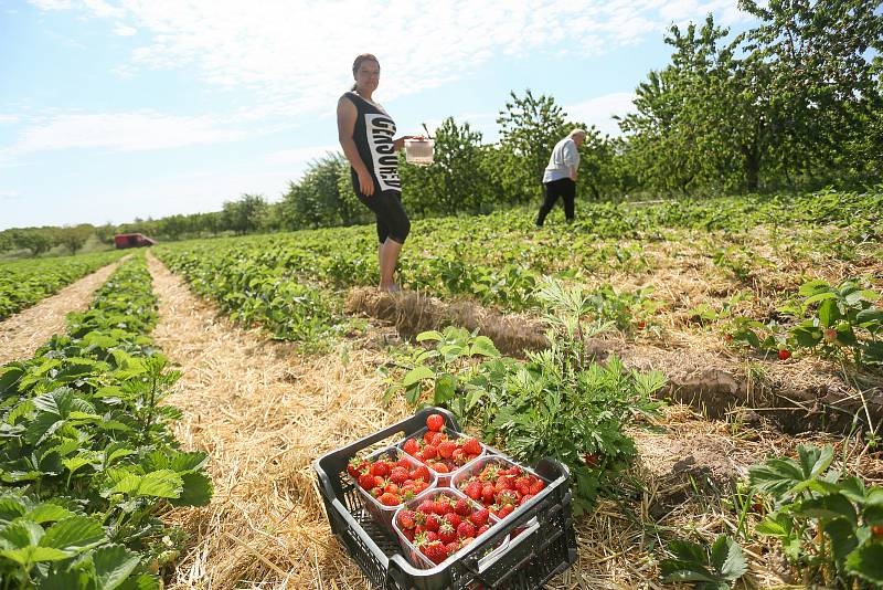 Farma Lotouš u Slaného.