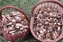 Kačenka česká je vynikající jedlý druh, bývá uváděn mezi nejchutnějšími houbami