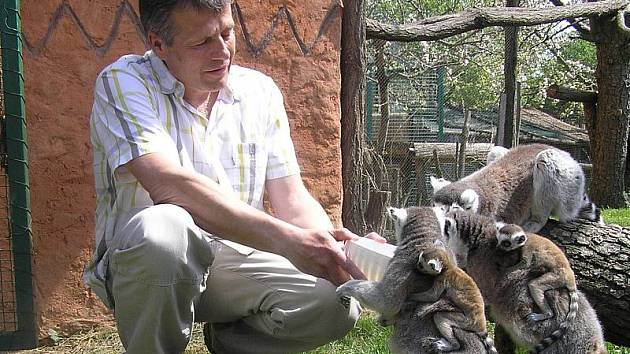 Ředitel zooparku při krmení lemurů, kteří mají nejraděli hroznové víno, banány a  jablka. 