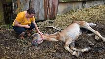 Veterinářka Petra Březinová uspává zuboženou kobylu Anetku.