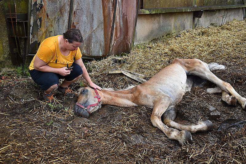 Veterinářka Petra Březinová uspává zuboženou kobylu Anetku.