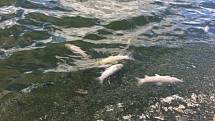 Proč uhynuly ryby v rybníku v Luníkově, je předmětem zkoumání.