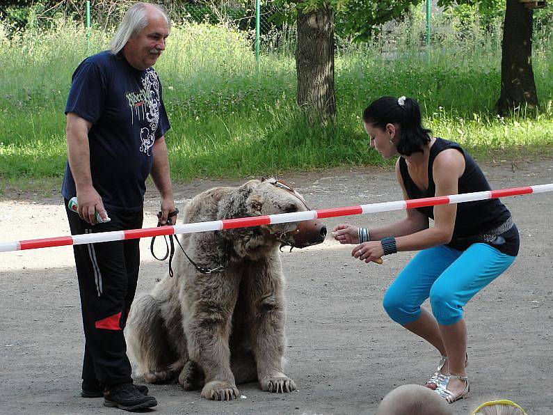 Jedeadvacetiletý medvěd Jerry je filmovou hvězdou. Diváci ho mohou znát například Dva lidi v ZOO.