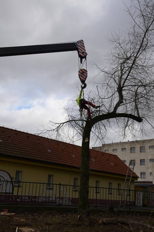 Kácení topolů u hřiště a internátu v Kladně.