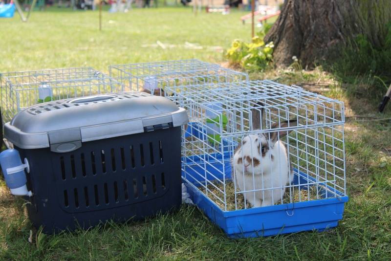 Králíci skákali do dálky i do výšky a překonávali nejrůznější překážky.