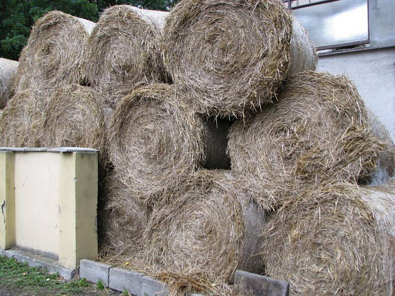 Chovatel koní Josef král je přesvědčen, že má koně v pořádku.  Je rozhodnut podat trestní oznámení pro pomluvu. 