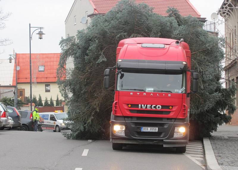 Kácení a stavba vánočního stromu v Kladně.