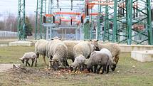 O stádo oveček v kladenské elektrárně pečuje Stanislav Beránek.